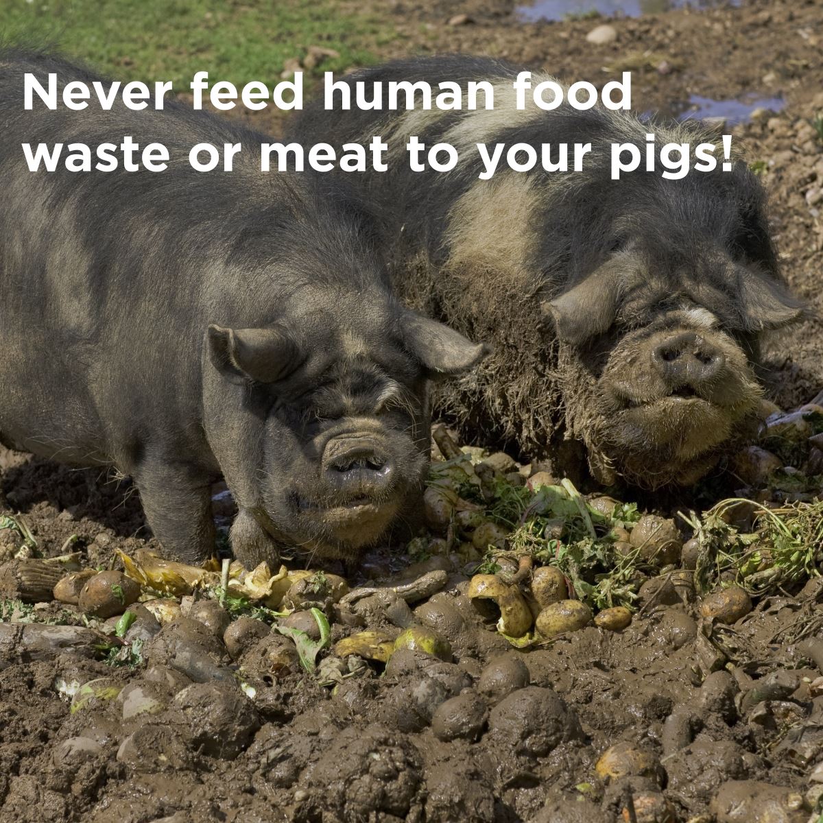 How ASF can affect small scale producers and pet owners Canadian Pork